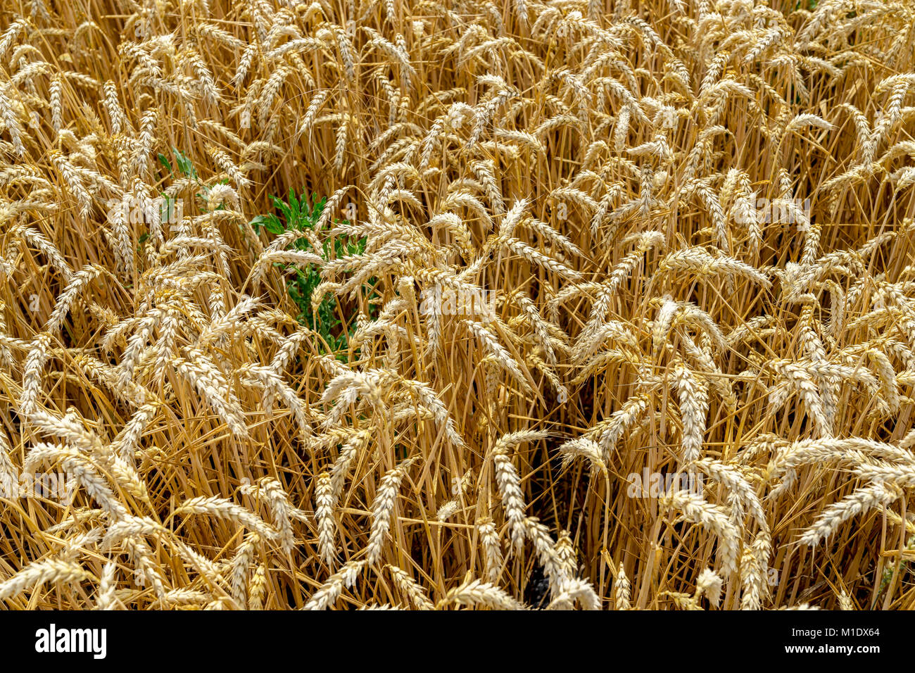 Wheat field before harvest Stock Photo - Alamy