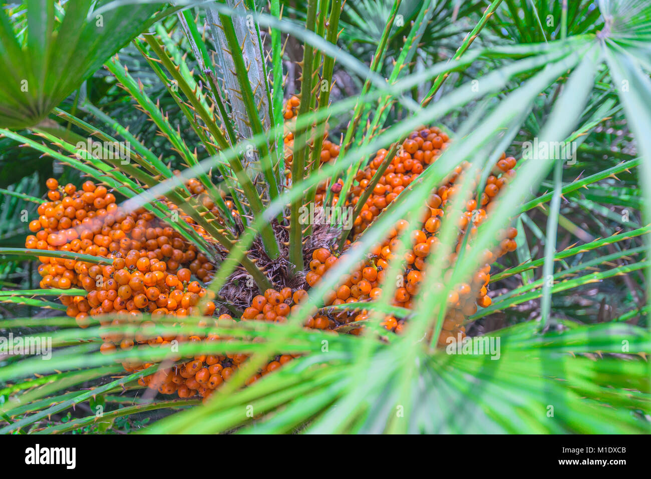 Orange Fruit Palm Tree - Tropical Palm Tree With Orange Fruits Stock Photo Picture And Royalty Free Image Image 126742130 - The tree has a large curved nut that resembles a pineapple at the top of the massive trunk and feathery dark green fronds.