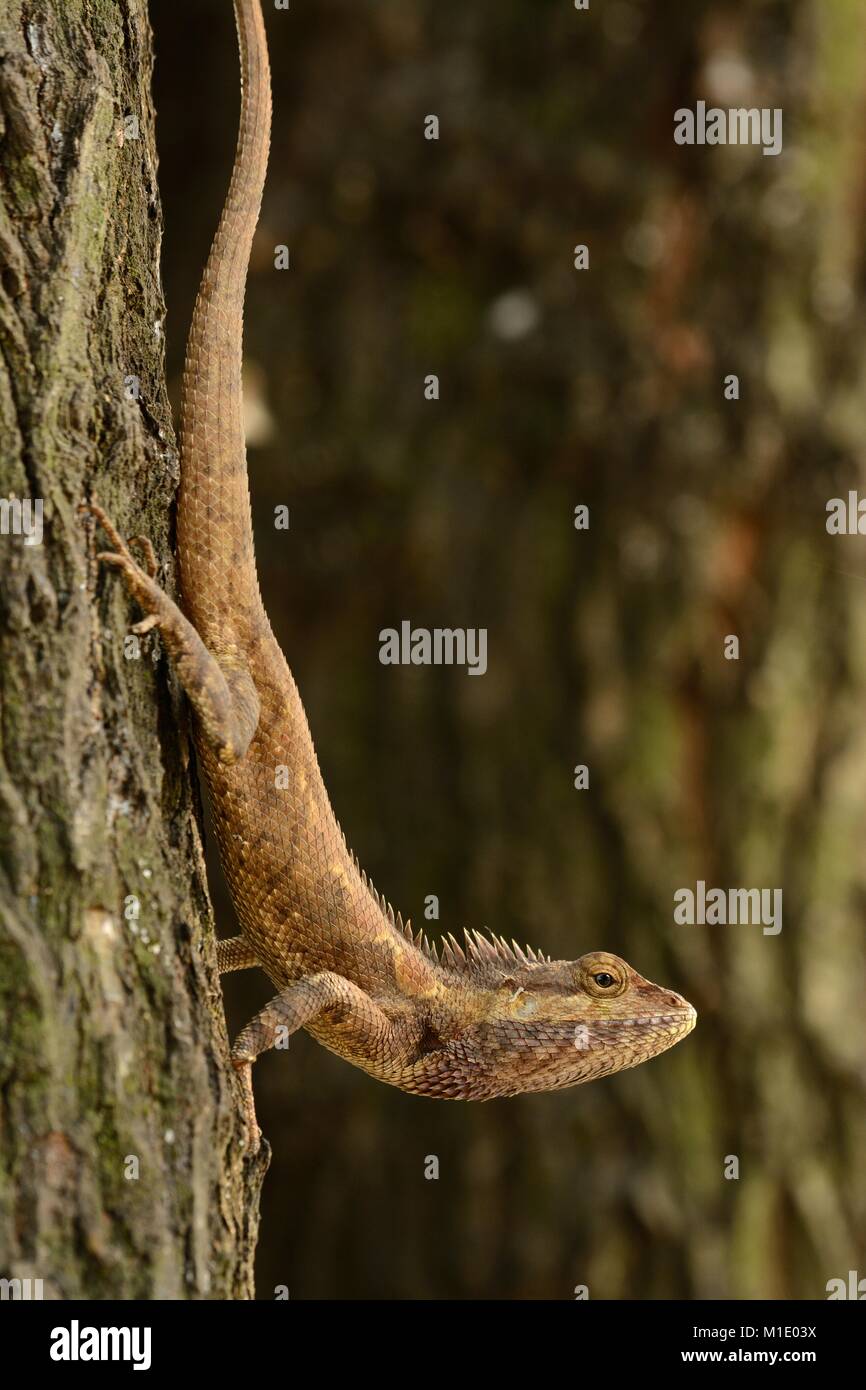 beautiful Blue Crested Lizard (Calotes mystaceus) in Thai forest Stock