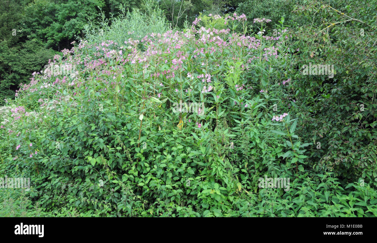 himalayan balsam invading european forest Stock Photo