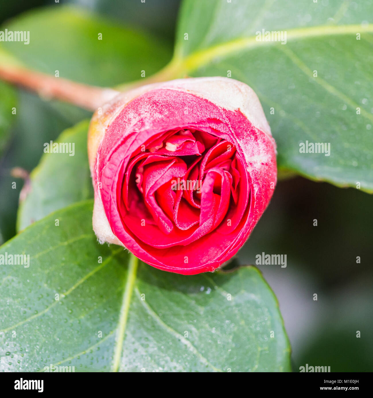 A macro shot of a red camellia bush bloom. Stock Photo