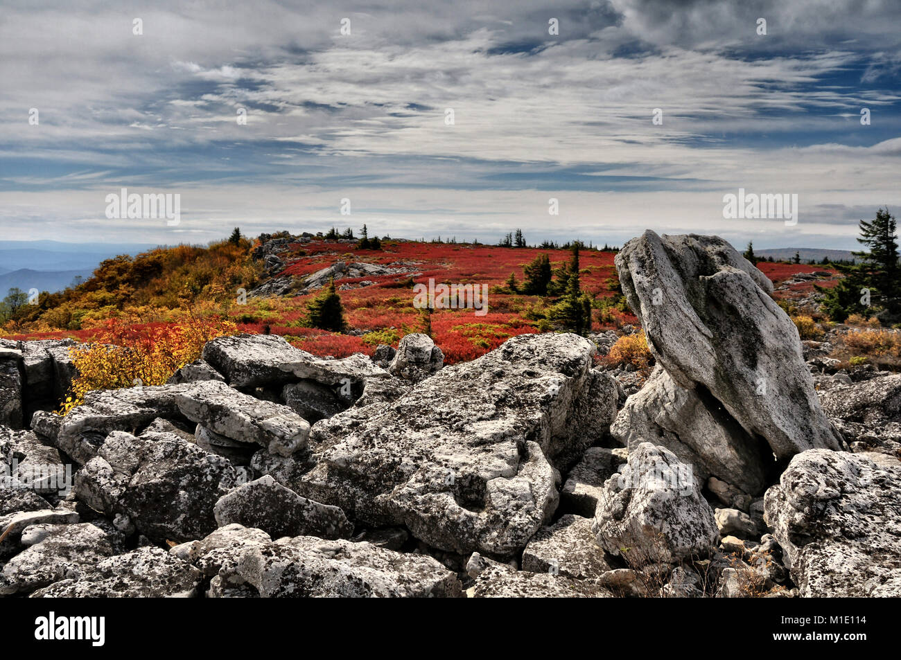 Dolly Sods heath land in brilliant red autumn color West Virginia Stock Photo