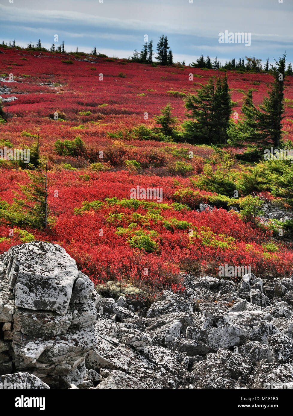 Dolly Sods heath land in brilliant red autumn color West Virginia Stock Photo