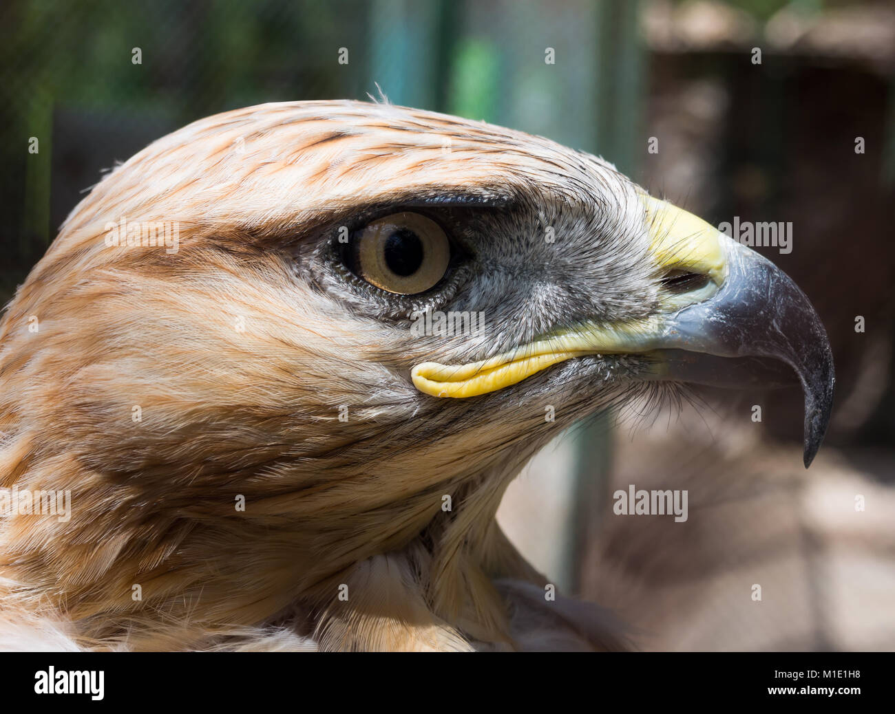 Steppe Eagle head in profile close-up Stock Photo