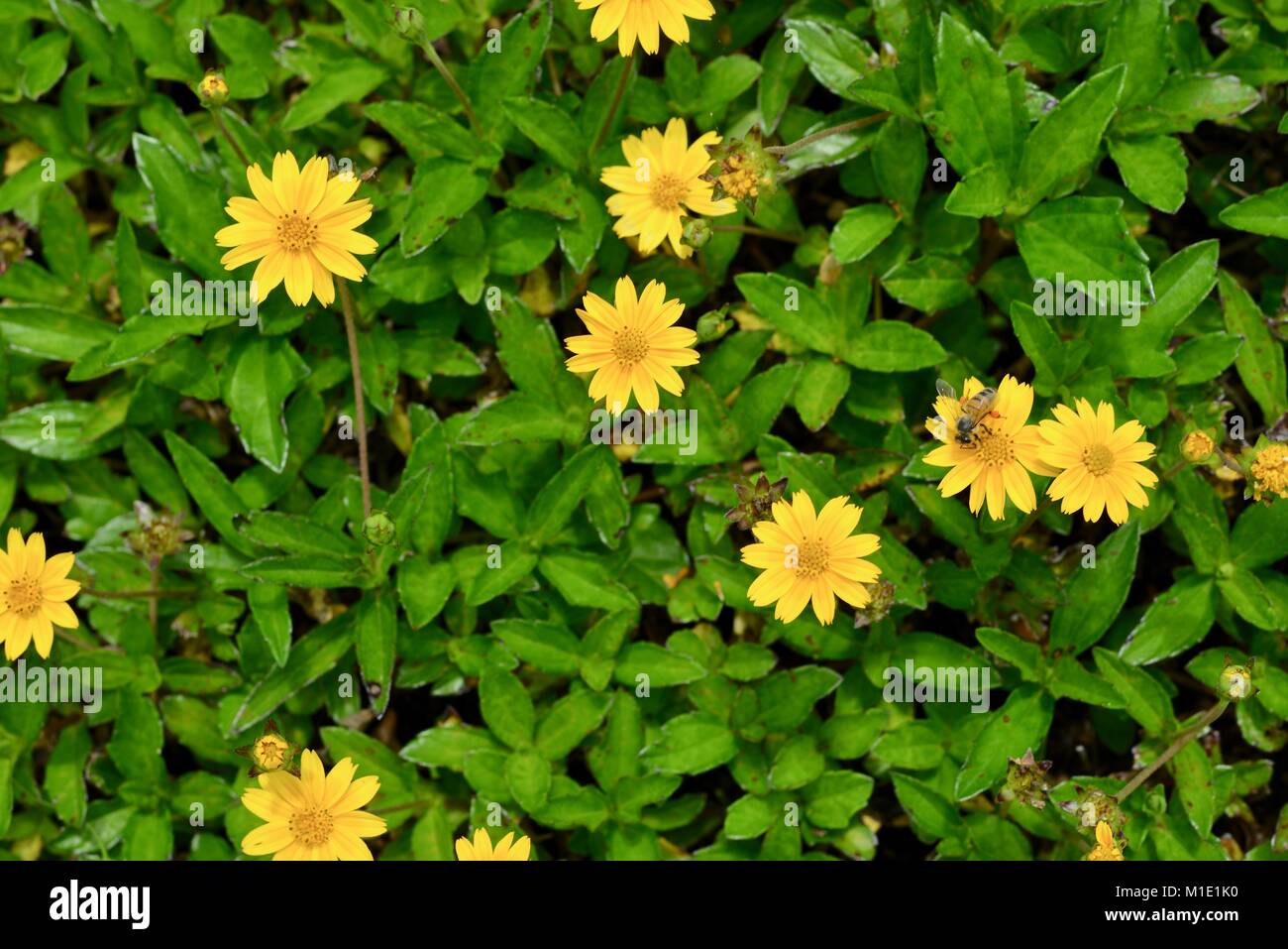 Field of yellow flowers, Singapore daisy trilobata), an