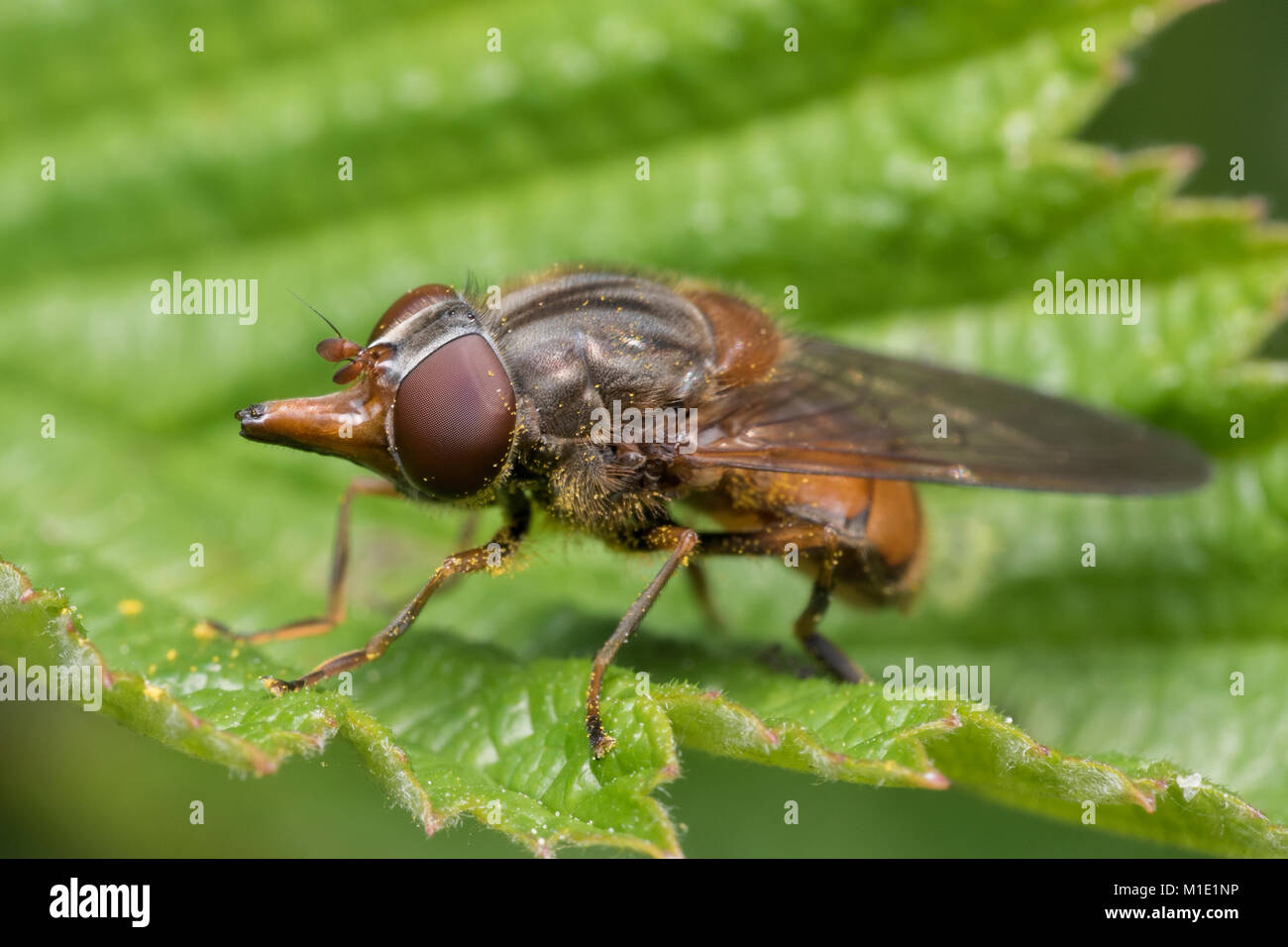Snout nosed Hoverfly (Rhingia campestris) resting on a bramble leaf. Thurles, Tipperary, Ireland. Stock Photo