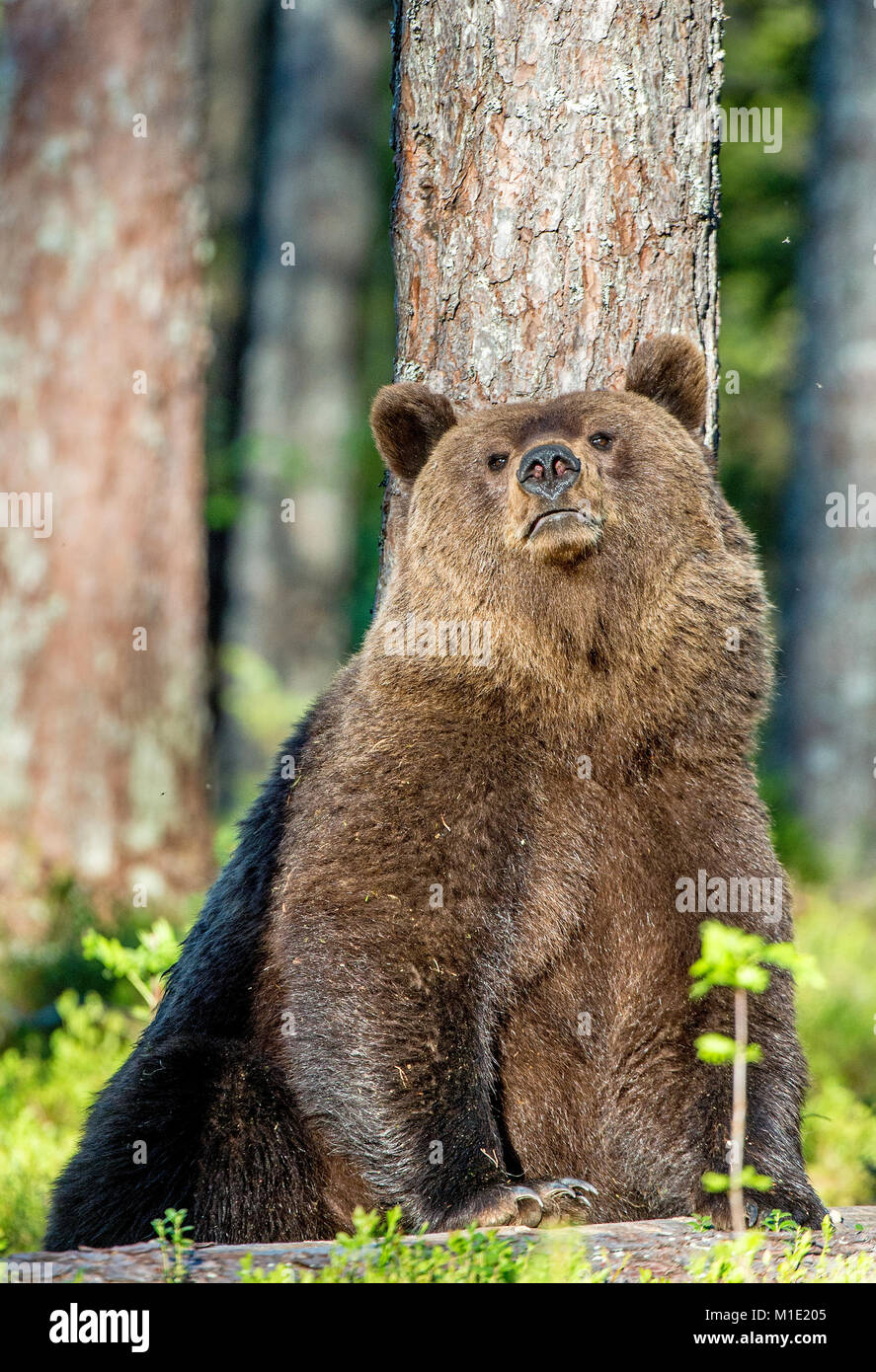 Wild Brown Bear ( Ursus Arctos ) in the summer forest. Green natural ...
