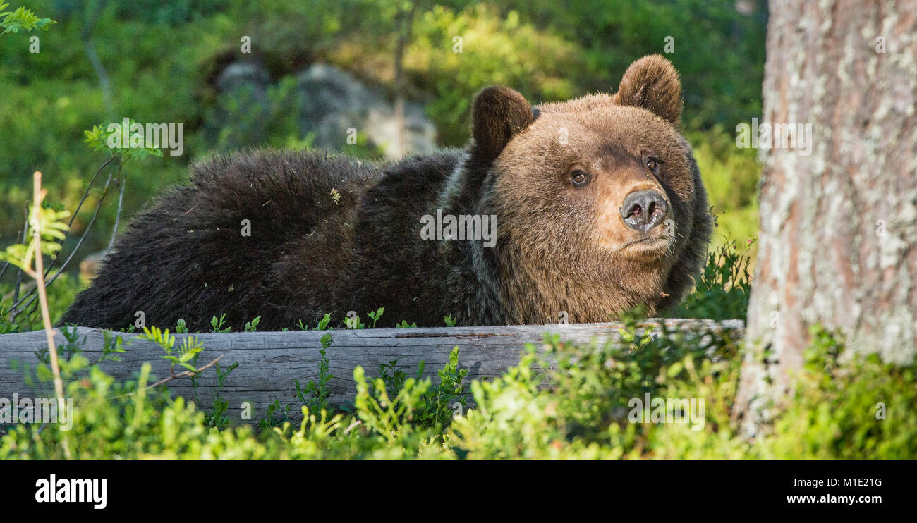 Wild Brown Bear ( Ursus Arctos ) in the summer forest. Green natural ...