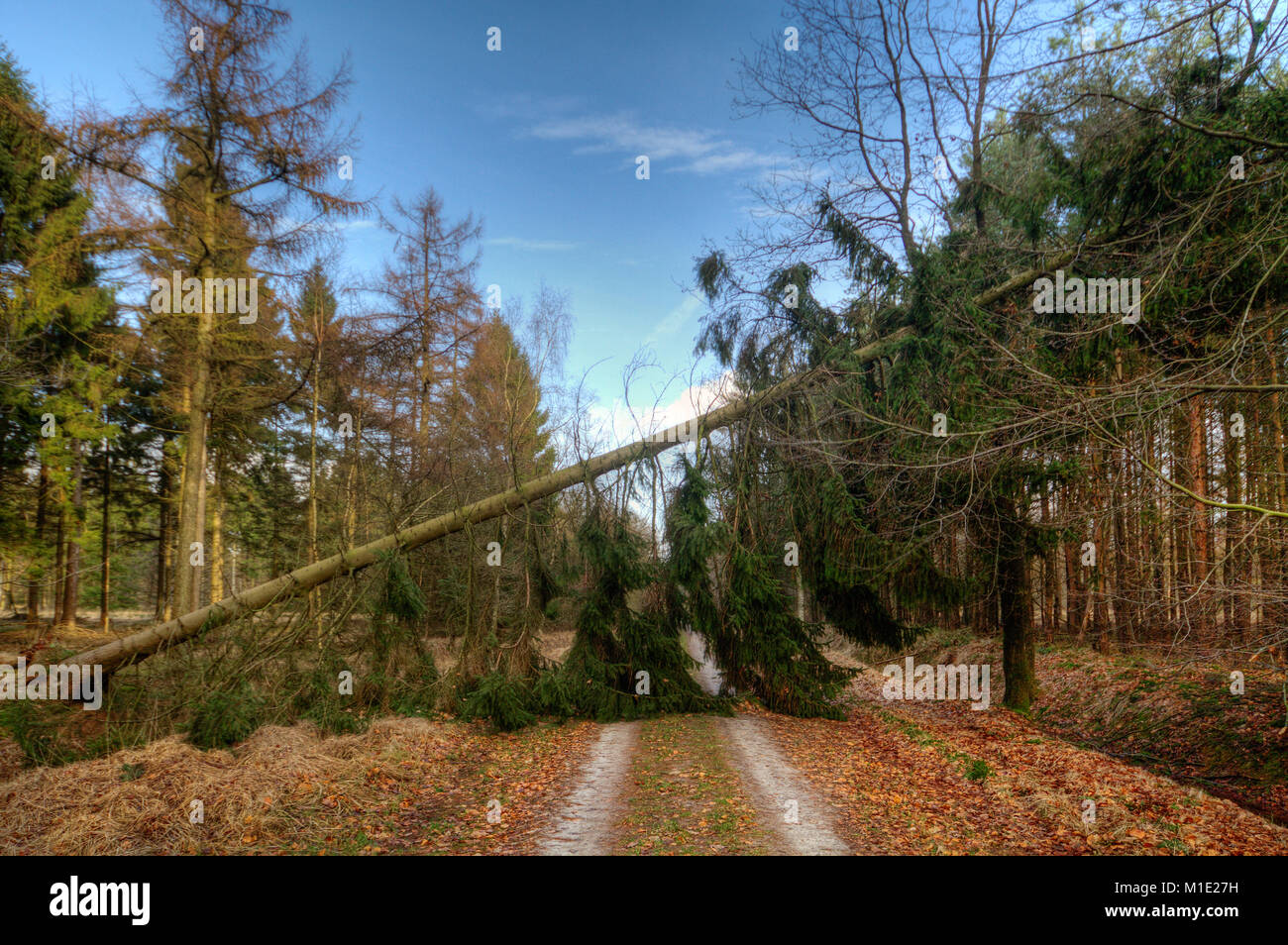 Pine tree blown over by storm blocks a path through a forest Stock Photo