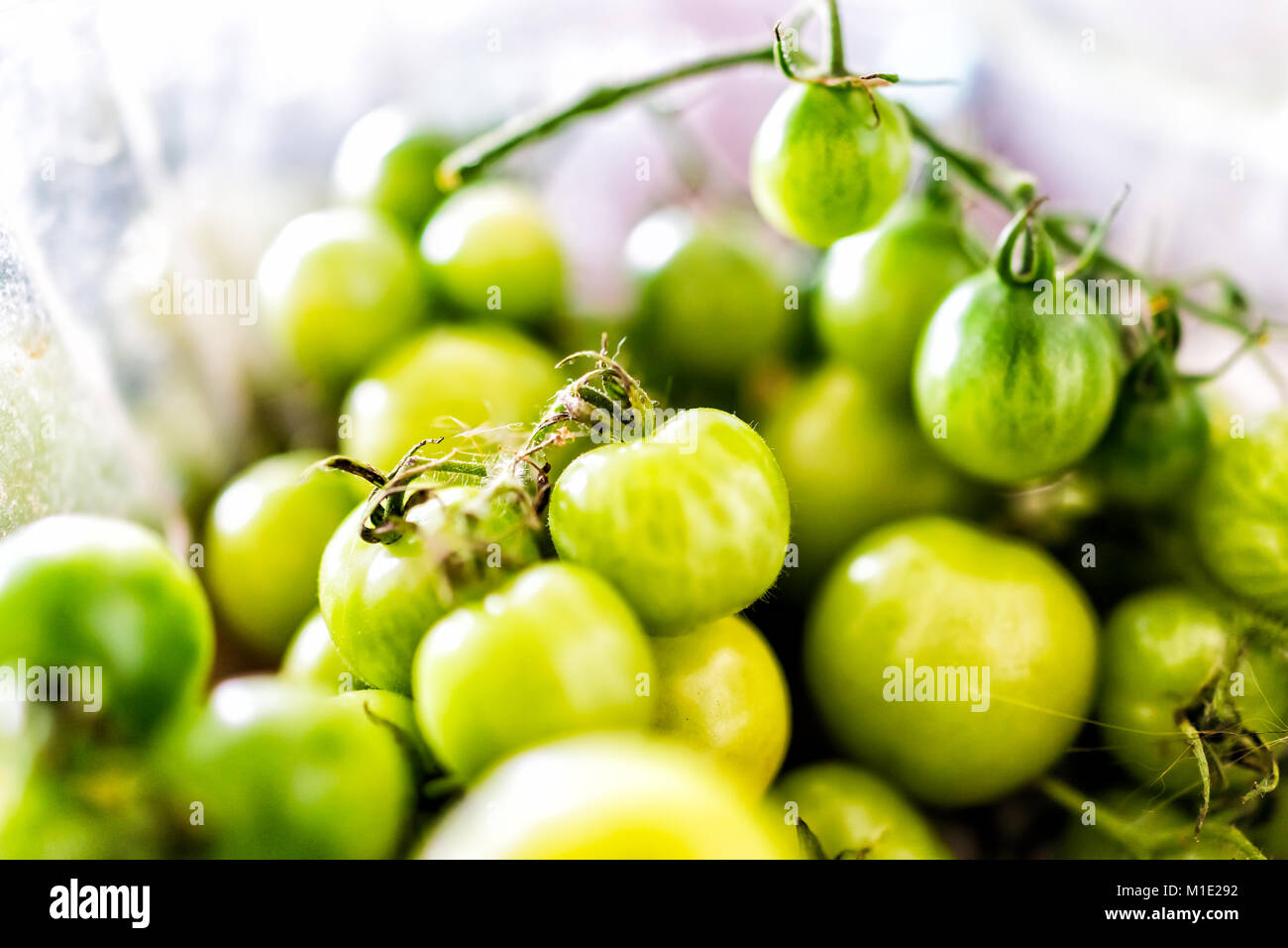 Macro closeup of many small unripe green tomatoes on vine from garden in plastic container Stock Photo