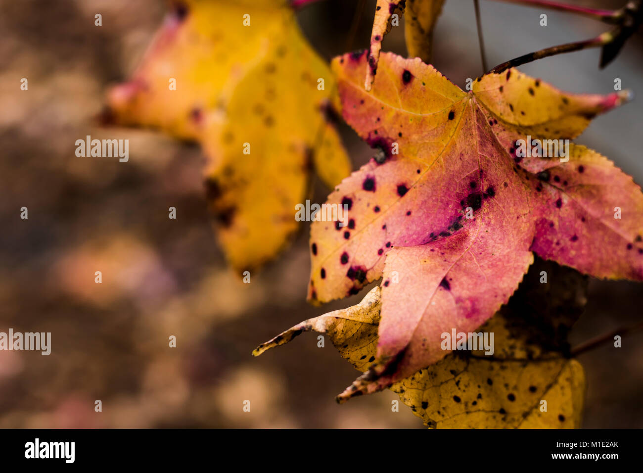 Fall Transformation of Maple Leaves Stock Photo