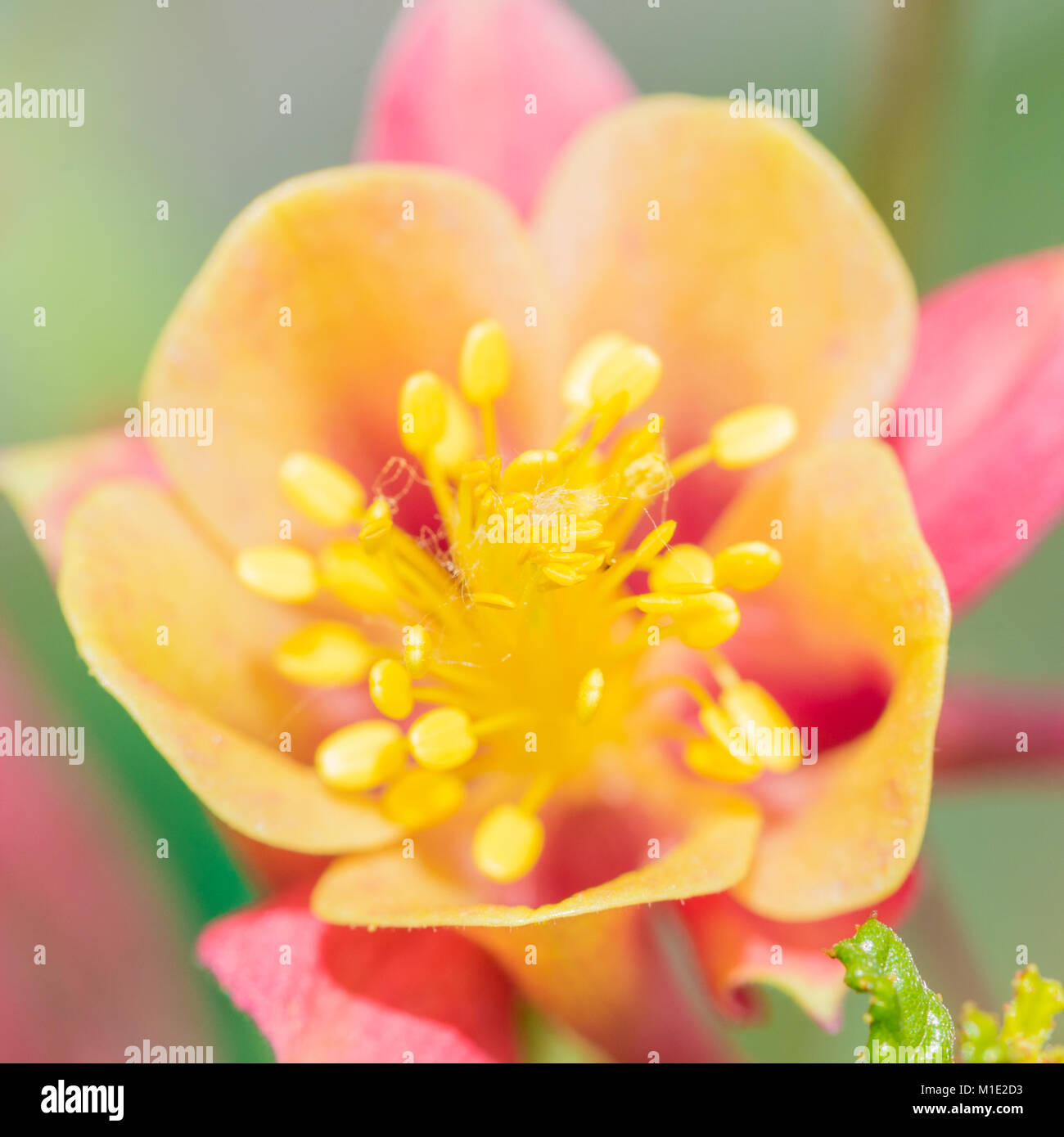 A macro shot of an aquilegia bloom. Stock Photo