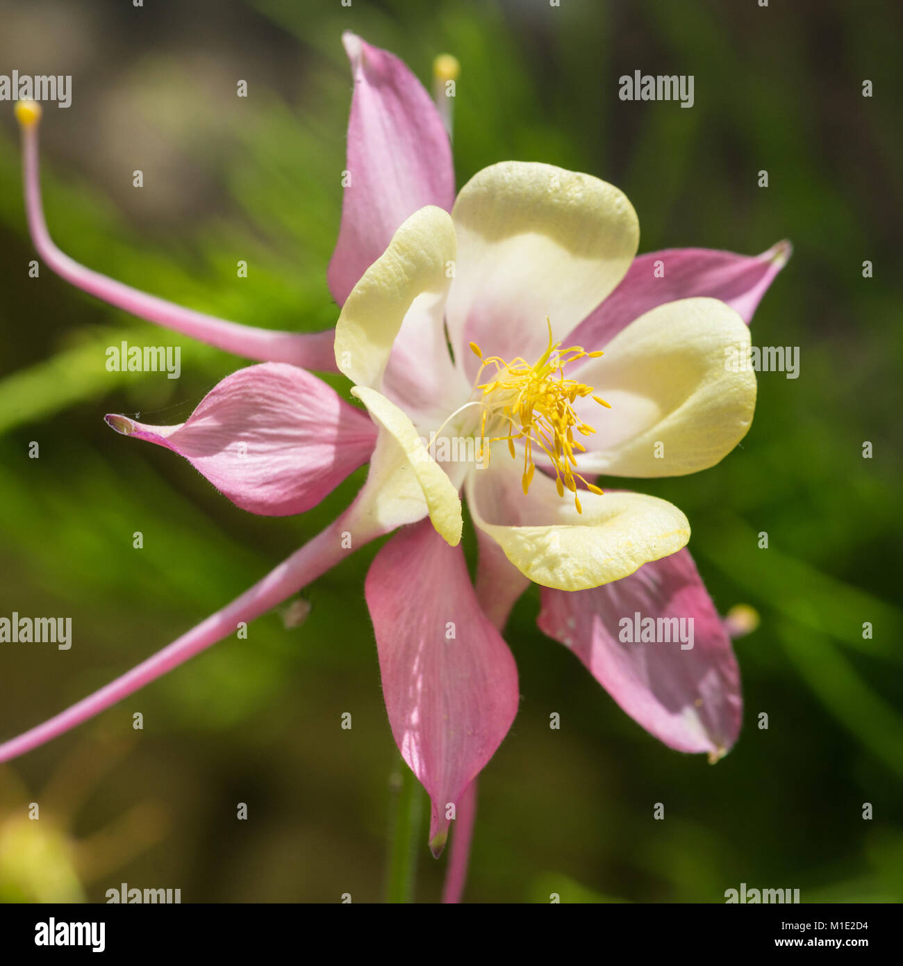 A macro shot of an aquilegia bloom. Stock Photo
