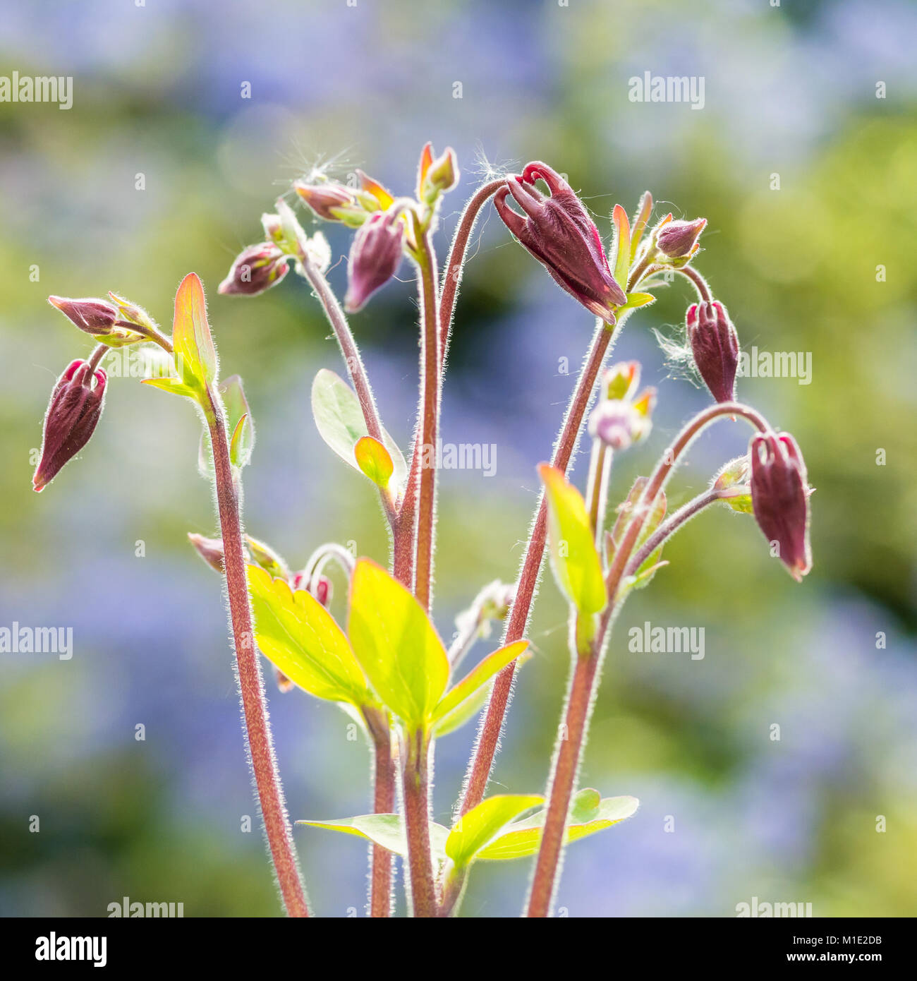 A macro shot of the flower buds of an aquilegia variety named winky rose. Stock Photo