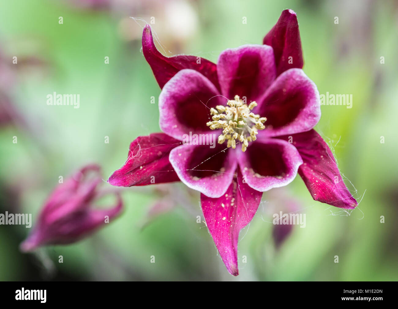 A macro shot of an aquilegia winky rose bloom covered in spider web thread. Stock Photo