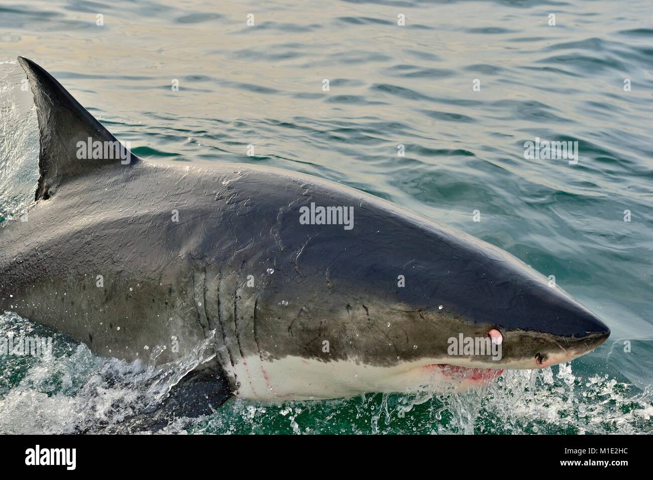 Great White Shark  breaching in an attack on seal. Hunting of a Great White Shark (Carcharodon carcharias). South Africa Stock Photo