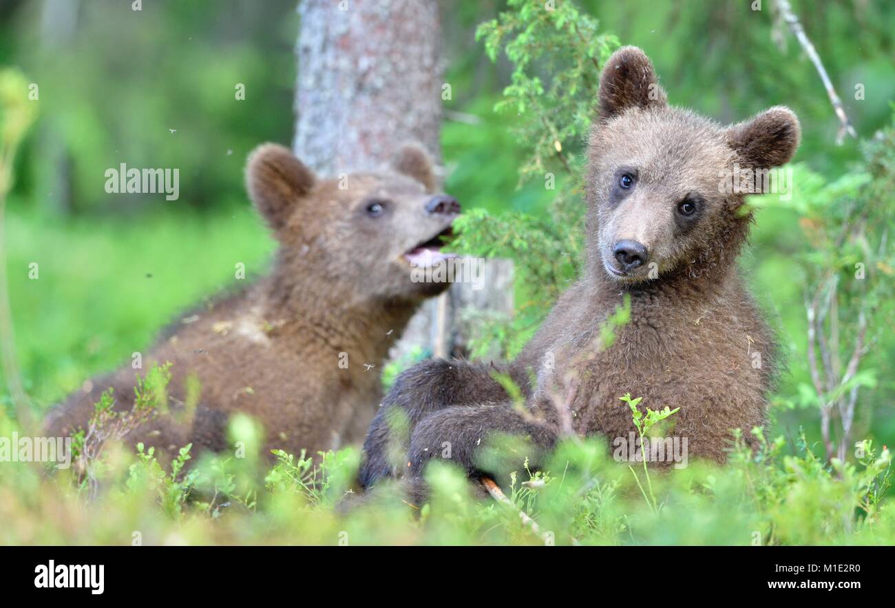 Cubs of Brown bear (Ursus Arctos Arctos) in the summer forest. Natural ...