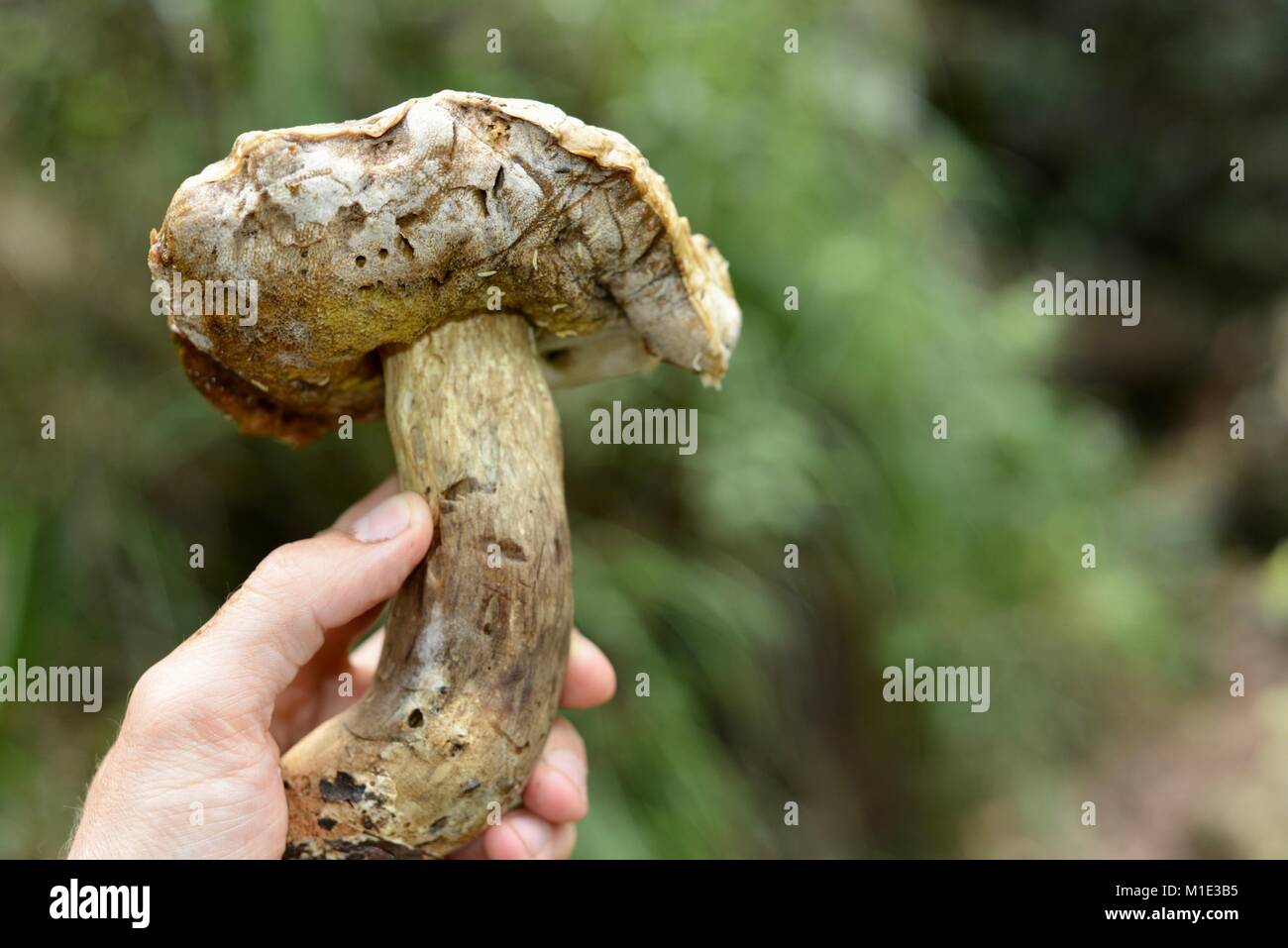 Mushroom growing in a tropical rainforest, Paluma, Queensland