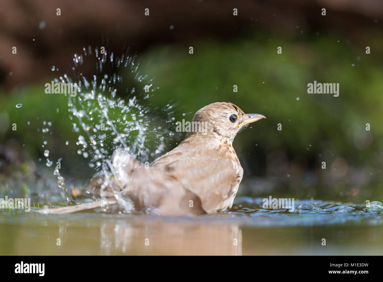 Mistle Thrush taking a bath in nature water Stock Photo Alamy