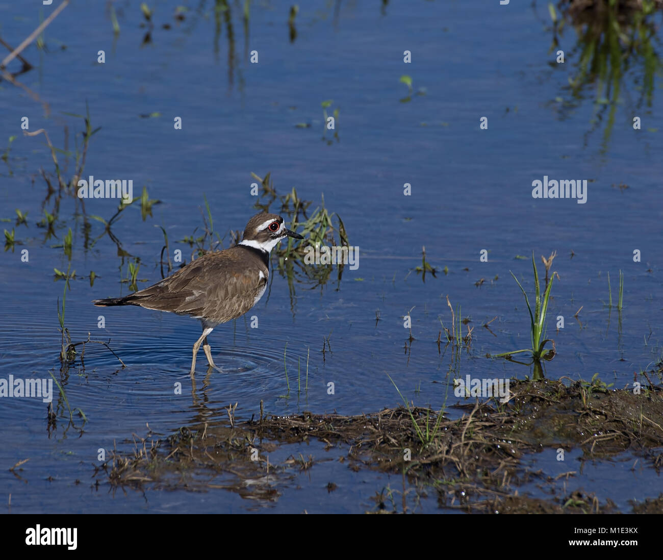 Killdeer wading in shallow water at the edge of a pond Stock Photo