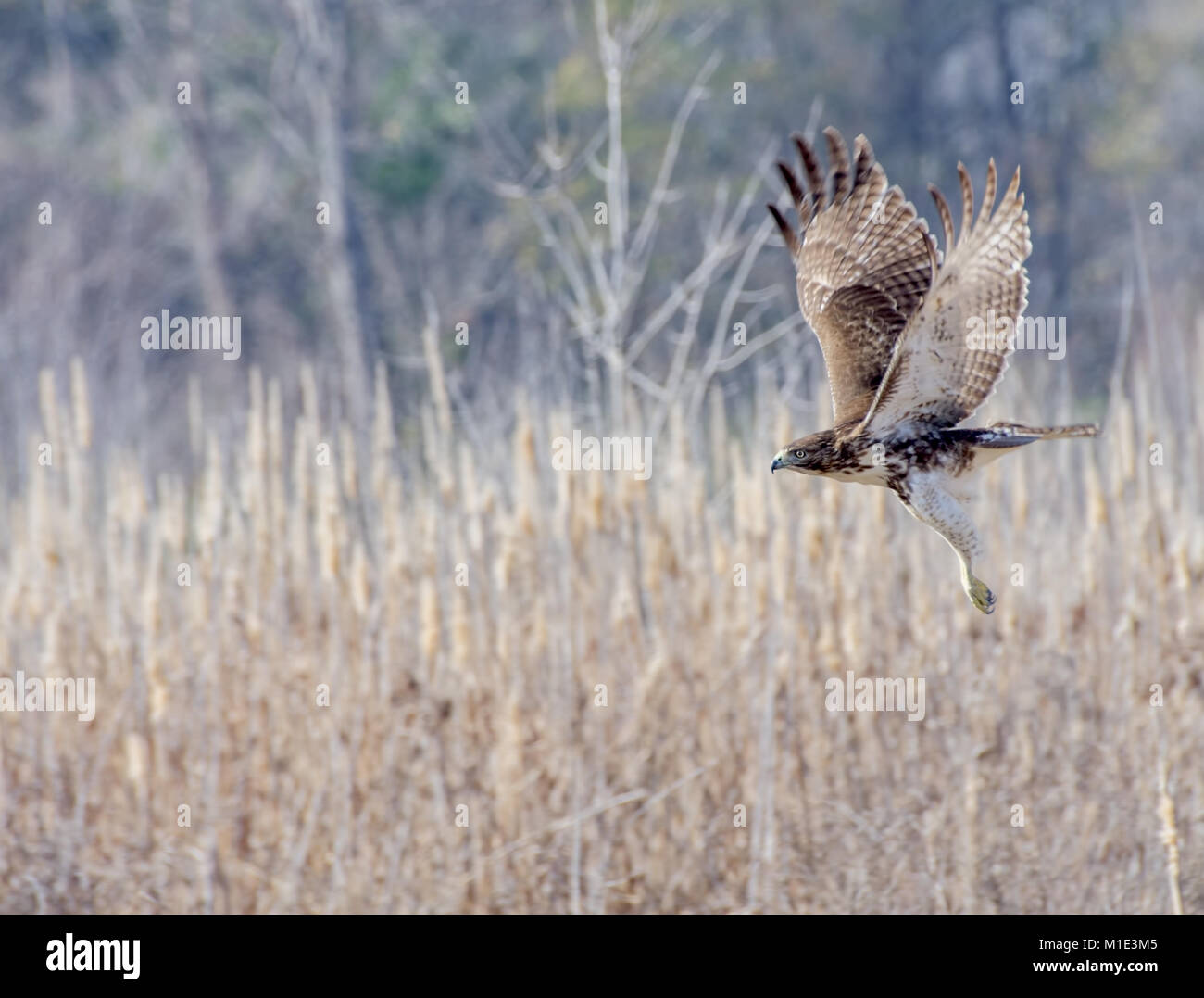 Red tailed hawk in flight Stock Photo
