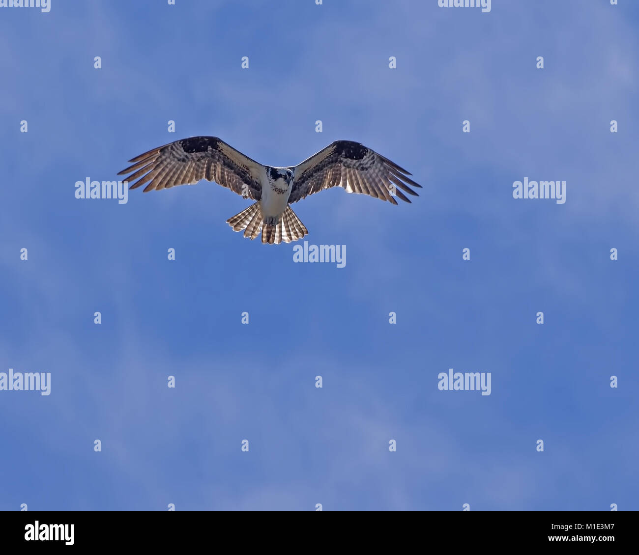 Osprey hovering against a blue sky with clouds Stock Photo - Alamy