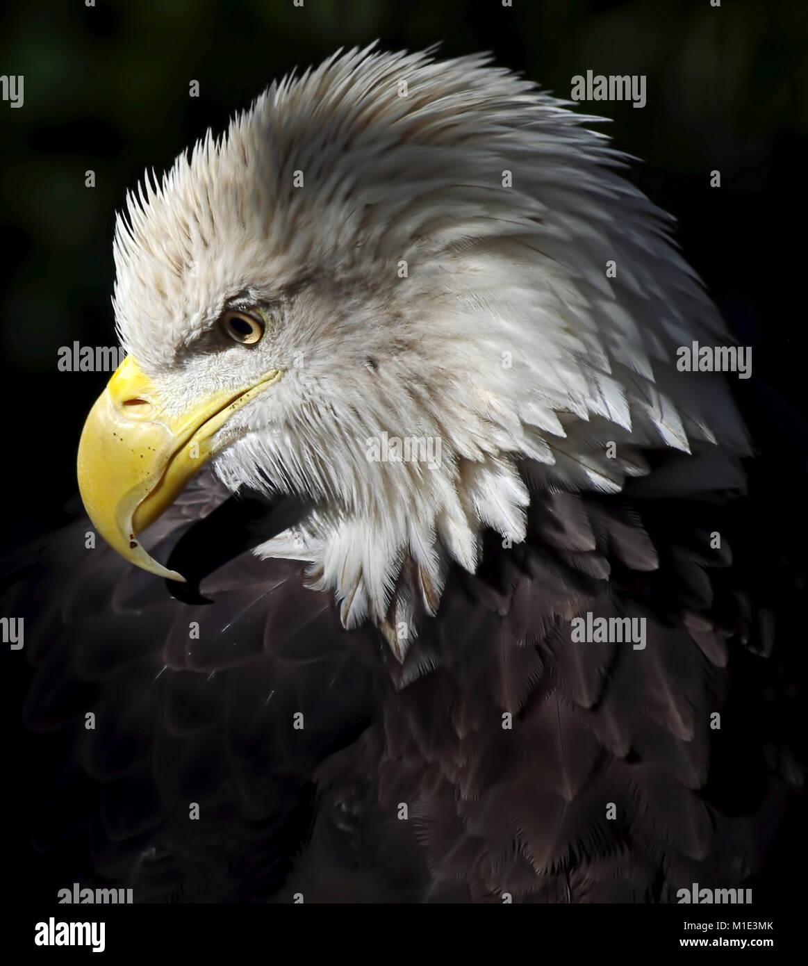 Bald Eagle profile portrait Stock Photo Alamy