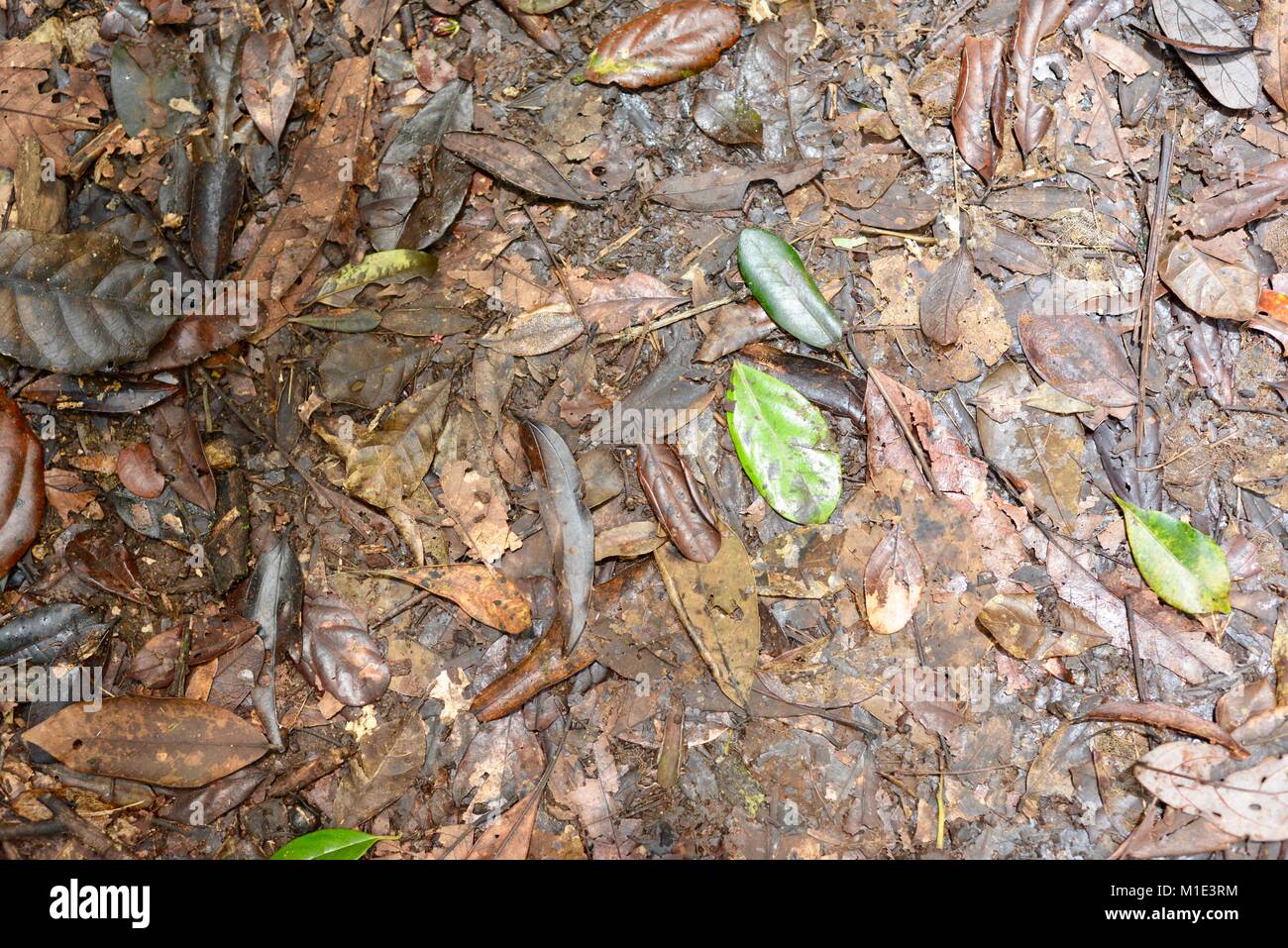 Forest Floor In A Tropical Rainforest Sowing Leaf Litter And