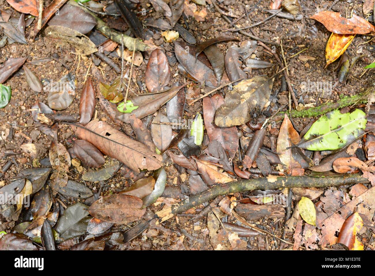 Forest floor in a tropical rainforest sowing leaf litter and decaying organic matter, Paluma range national park, Queensland, Australia Stock Photo