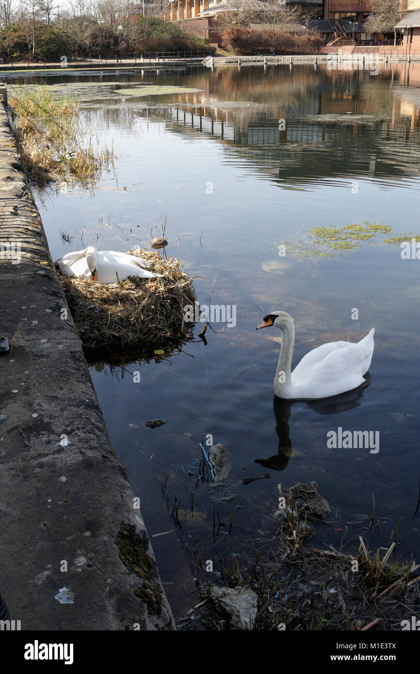 Pair of mating Swans, Atlantic Wharf, Cardiff Bay, Wales UK Stock Photo