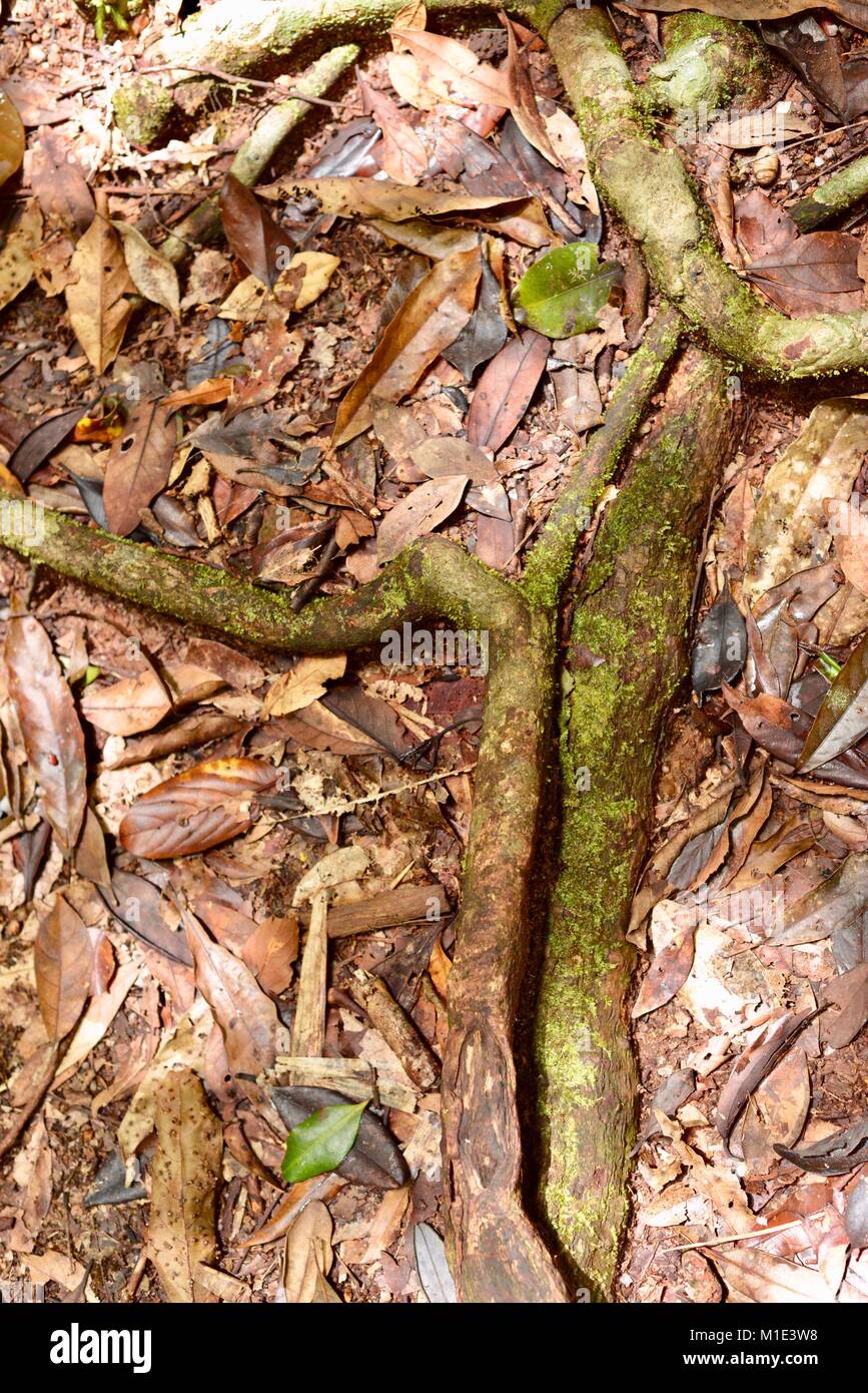 Nutrient rich forest floor hires stock photography and images Alamy
