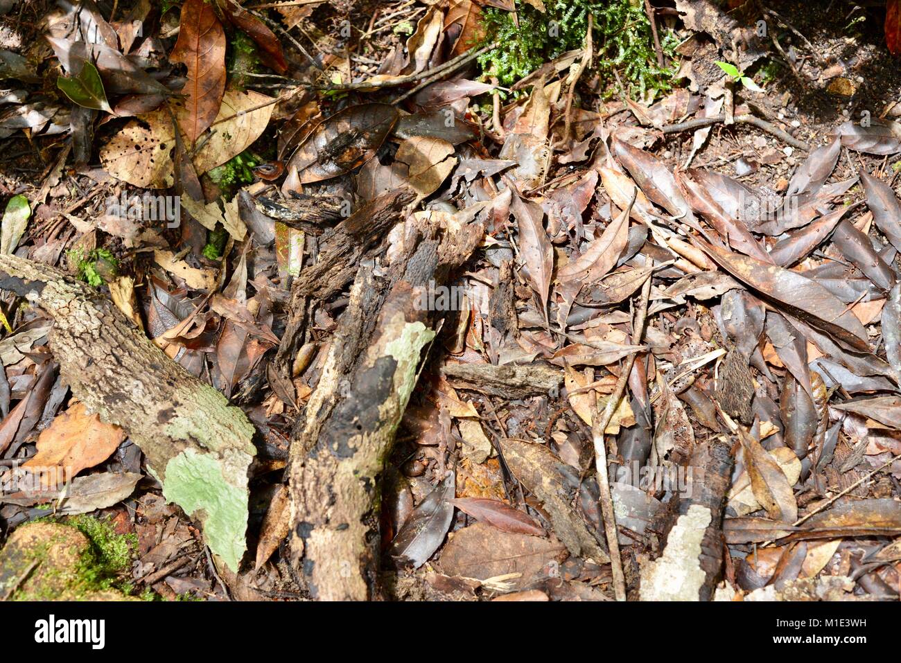 Forest Floor In A Tropical Rainforest Sowing Leaf Litter And
