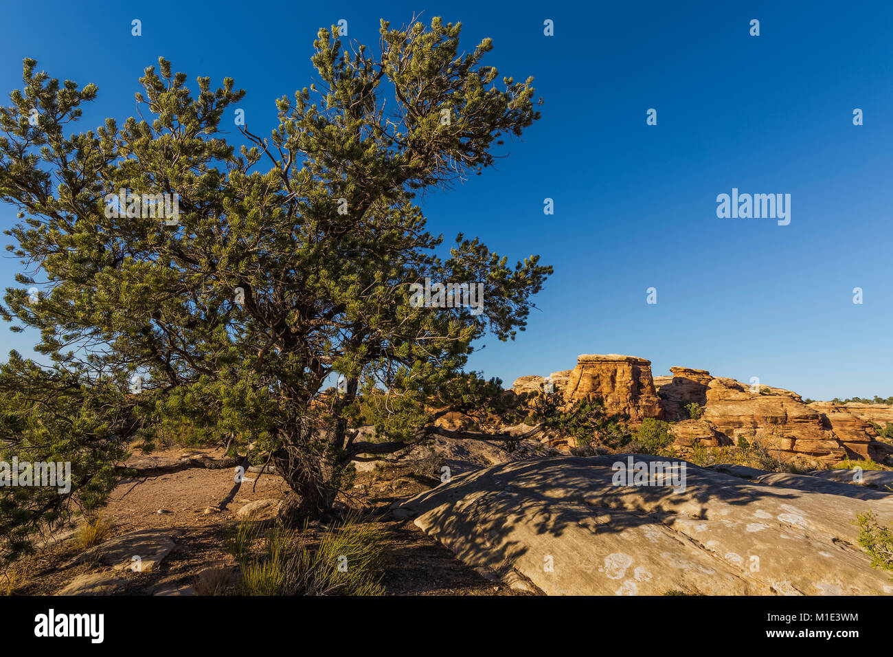 Singleleaf Pinyon Pine, Pinus edulis, growing in the cracks of rocks