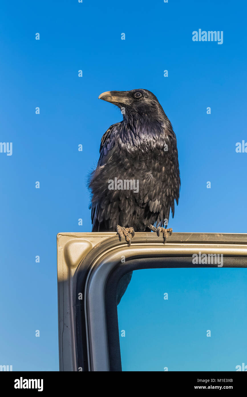 Common Raven, Corvus corax, requesting food from tourists by standing on open vehicle door at Big Spring Canyon Overlook in The Needles District of Ca Stock Photo