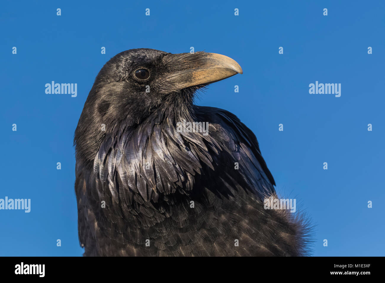 Common Raven, Corvus corax, portrait at the Big Spring Canyon Overlook