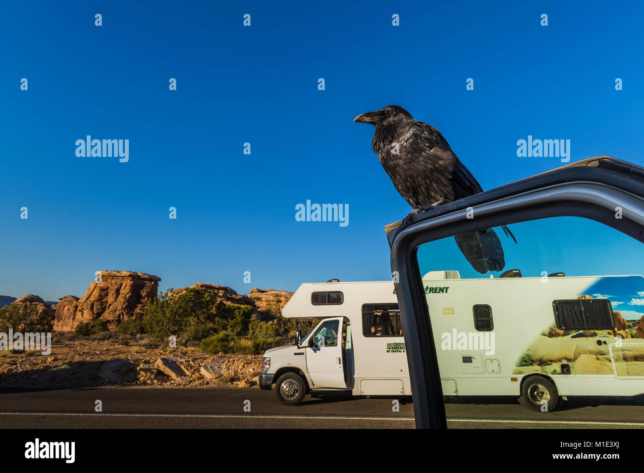 Common Raven, Corvus corax, requesting food from tourists by standing on open vehicle door at Big Spring Canyon Overlook in The Needles District of Ca Stock Photo