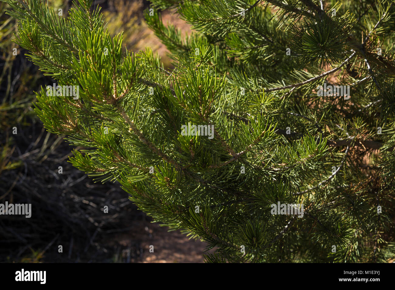 Two-needle Pinyon Pine, Pinus edulis, growing in an identification garden at the visitor center in The Needles District of Canyonlands National Park,  Stock Photo