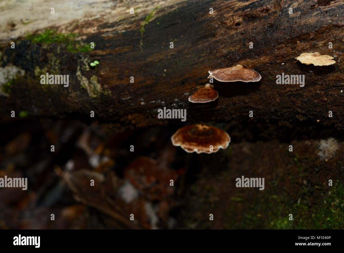 Plate fungus growing on wood hires stock photography and images Alamy