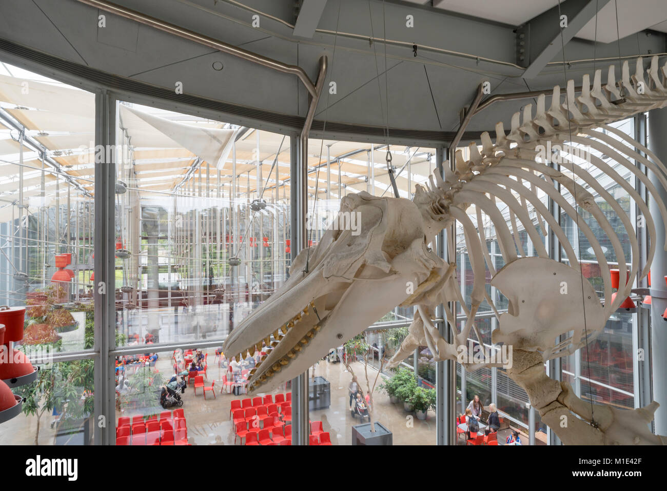 Interior view of the California Academy of Sciences Museum, Golden Gate