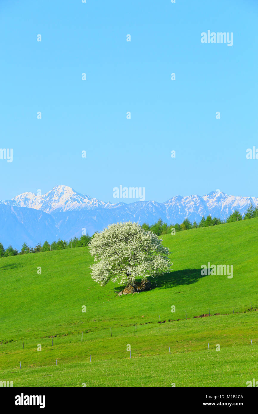 Yatsugatake Ranch, Yamanashi Prefecture, Japan Stock Photo