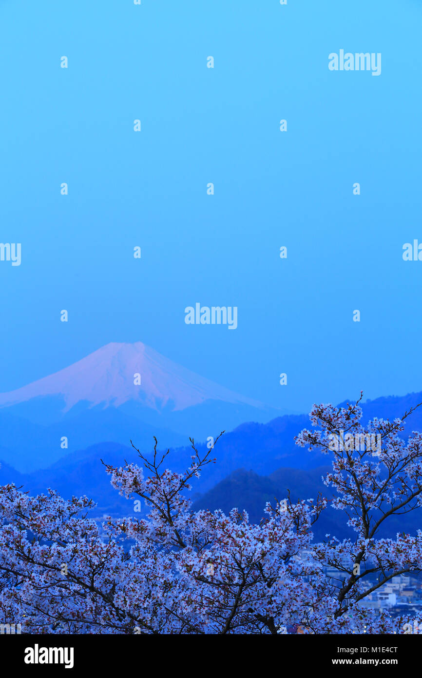 Mount Fuji and cherry blossoms, Yamanashi Prefecture, Japan Stock Photo