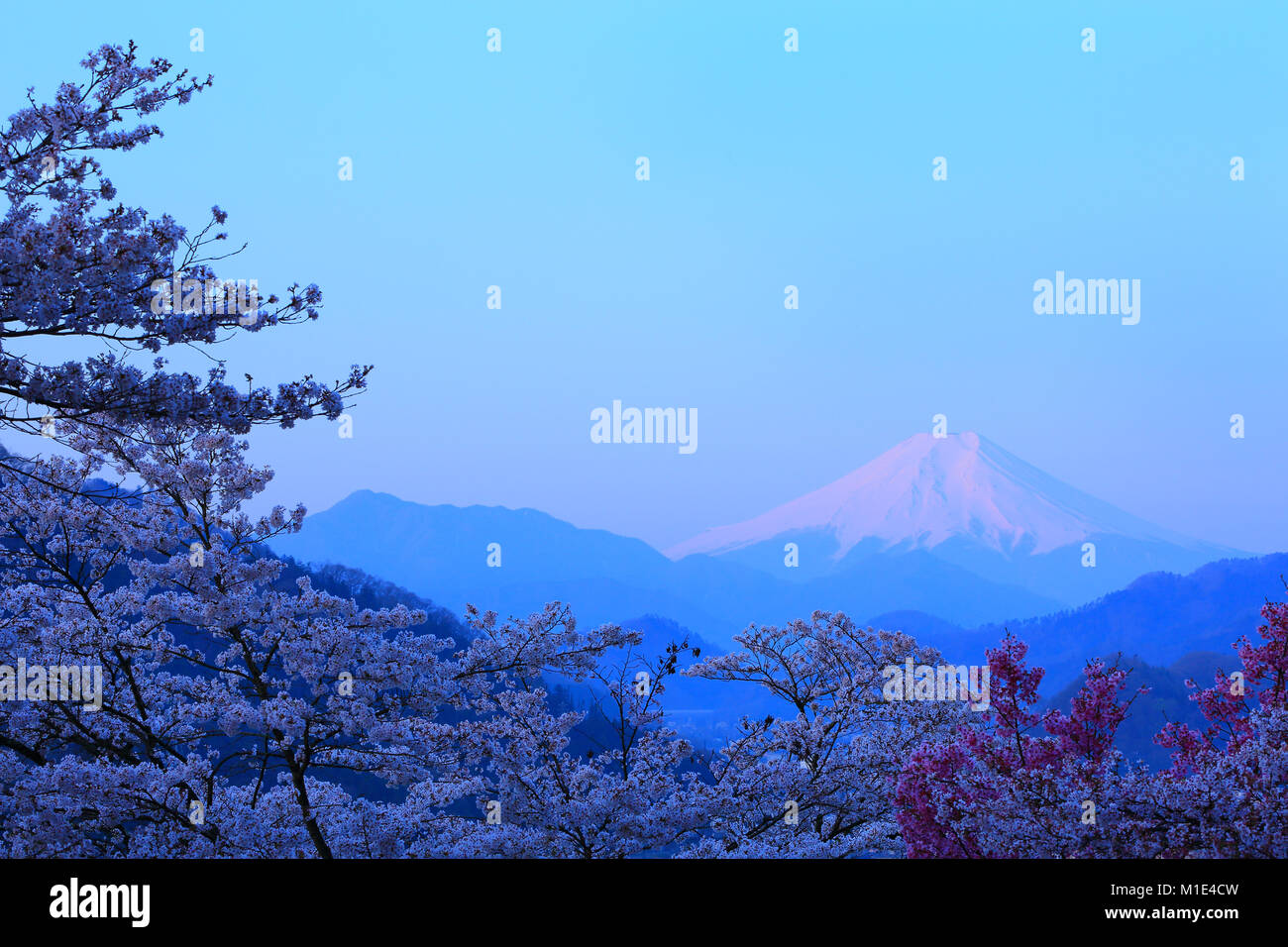Mount Fuji and cherry blossoms, Yamanashi Prefecture, Japan Stock Photo
