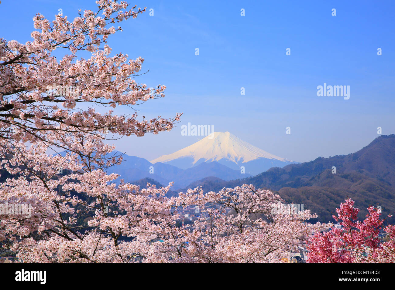 mount-fuji-and-cherry-blossoms-yamanashi-prefecture-japan-stock-photo