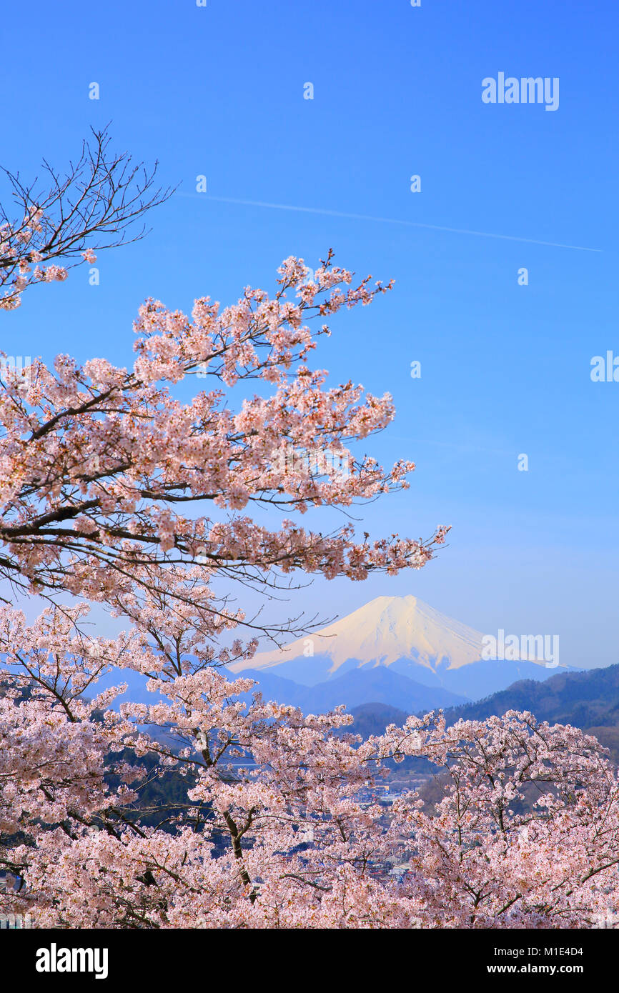 Mount fuji cherry blossoms hi-res stock photography and Mount fuji cherry blossoms hi-res stock photography and