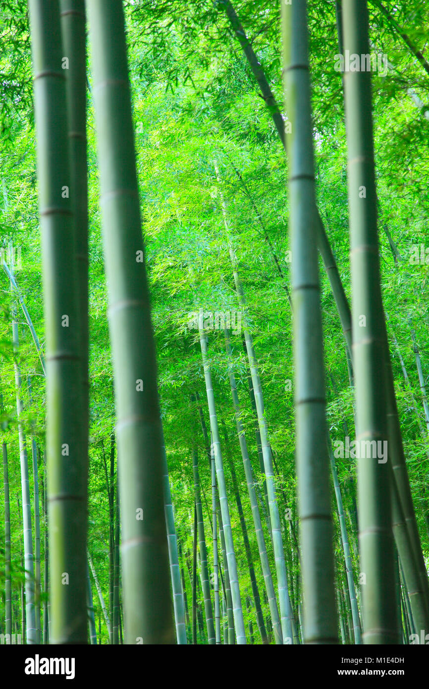 Bamboo forest, Kyoto, Japan Stock Photo