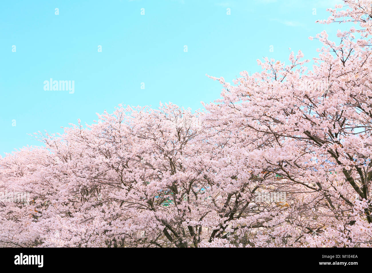 Cherry blossoms in full bloom, Japan Stock Photo - Alamy