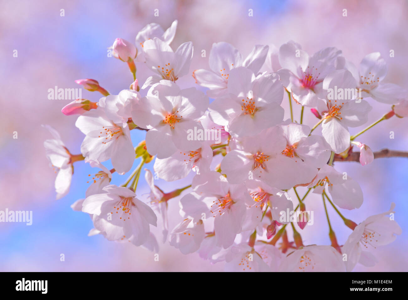 Cherry blossoms in full bloom, Japan Stock Photo - Alamy