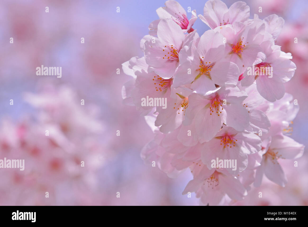 Jennifer Connelly - Happy Spring 🌸