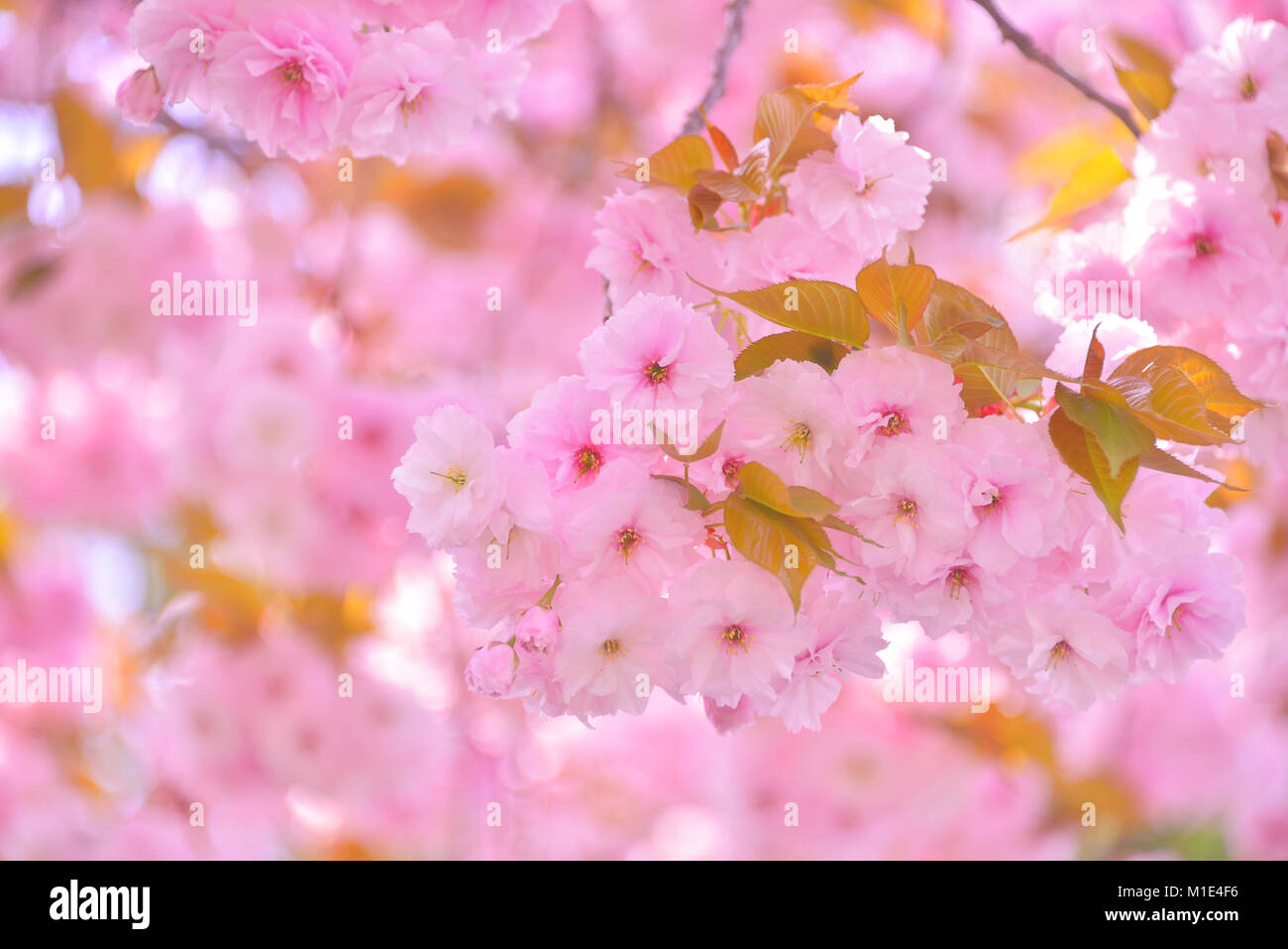Cherry blossoms in full bloom, Japan Stock Photo Alamy