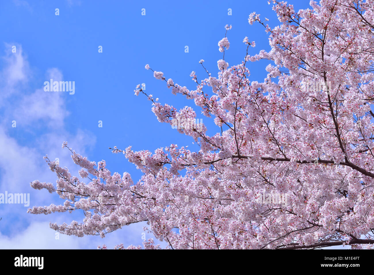 Cherry blossoms in full bloom, Japan Stock Photo - Alamy